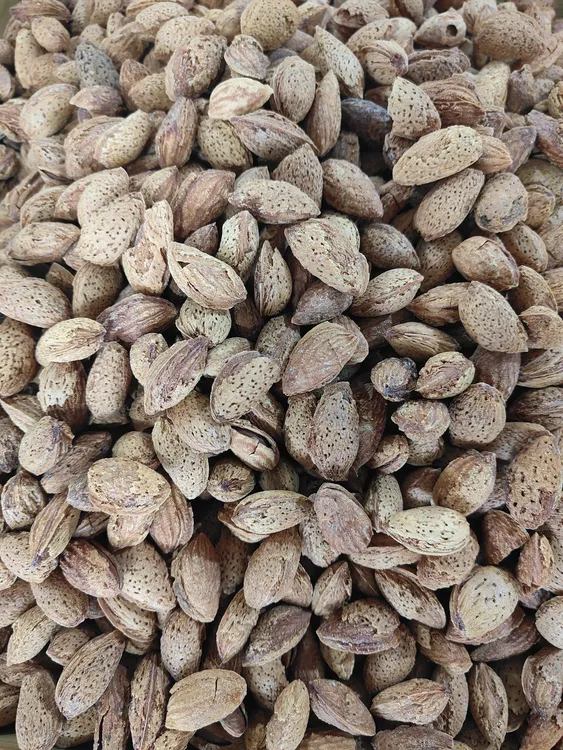 新疆五香厚皮巴达木想吃吗？来，安排！