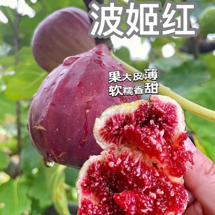 波姬红无花果苗带果盆栽可庭院阳台地栽南北通用