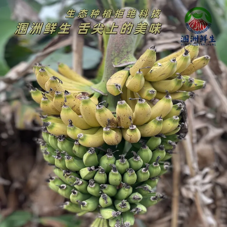 小C批发生鲜:顺丰快递涠洲岛芝麻蕉熟香蕉新鲜香蕉