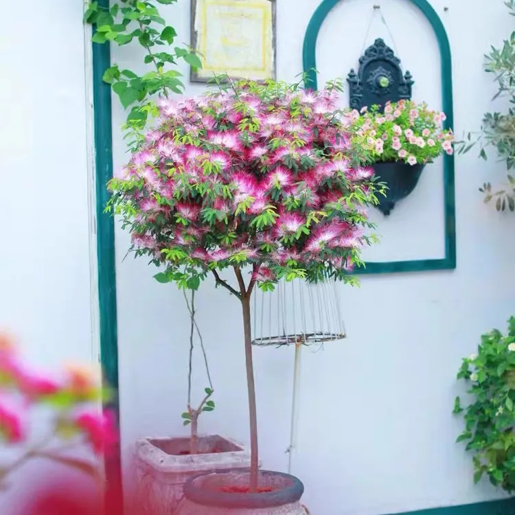 细叶香水合欢棒棒糖花苗粉扑开花灌木耐寒耐旱盆栽花境绿佳音花园