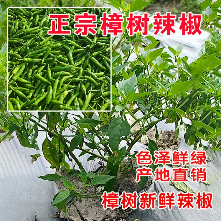 正宗湖南樟树青椒新鲜现摘薄皮肉脆辣椒露天种植香辣可口包邮到家