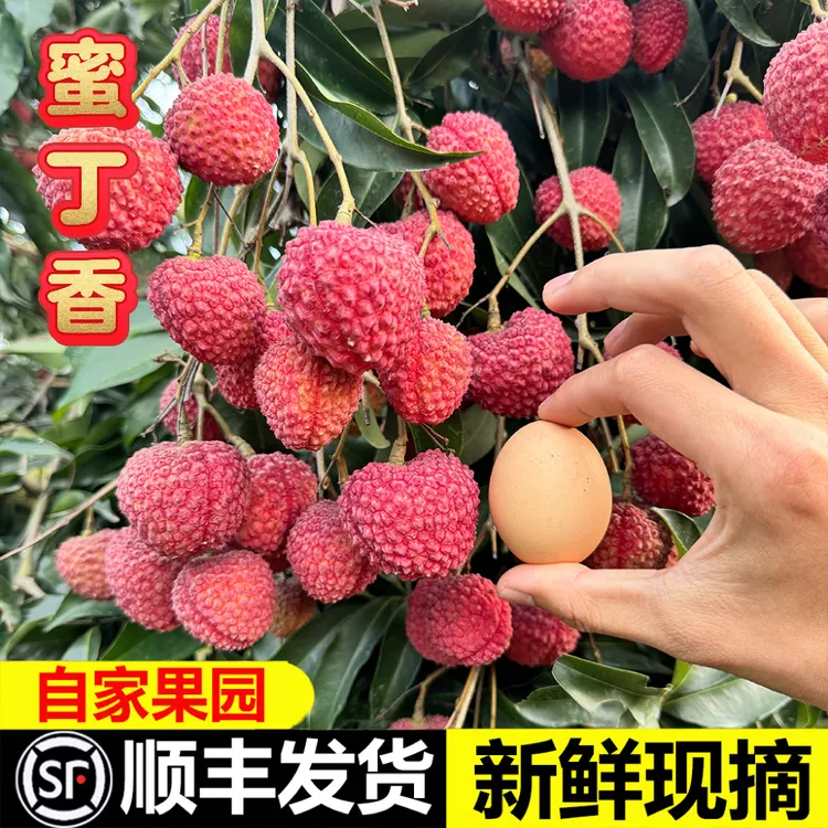 福建漳州蜜丁香荔枝新鲜现摘当季荔枝顺丰发货