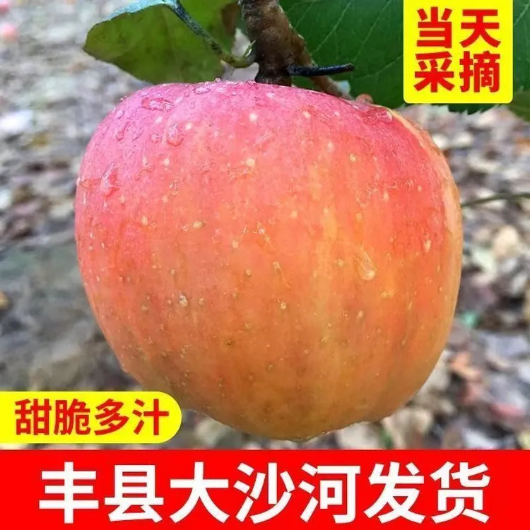 【最原始苹果的味道】正宗大沙河苹果新鲜当季红富士整箱脆甜多汁