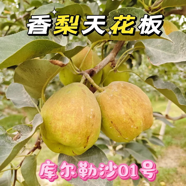 库尔勒沙01号，脆甜香梨天花板，不是普通香梨，高品质的追求，发顺丰