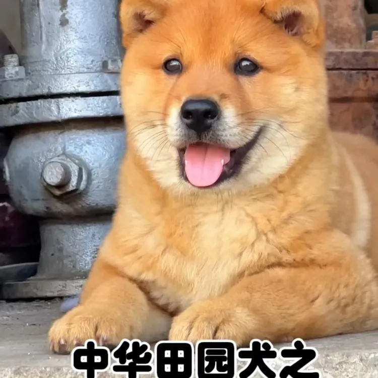 田园犬多种花色狗狗活体黄狗白面