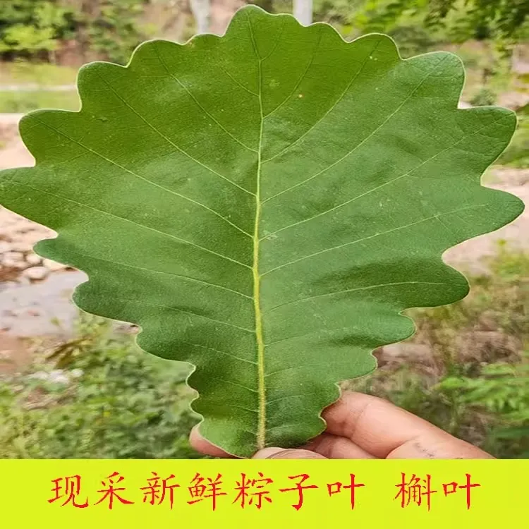 陕西商洛槲叶粽子叶2025年新鲜现摘秦岭野生胡叶包粽子菠萝叶粽叶