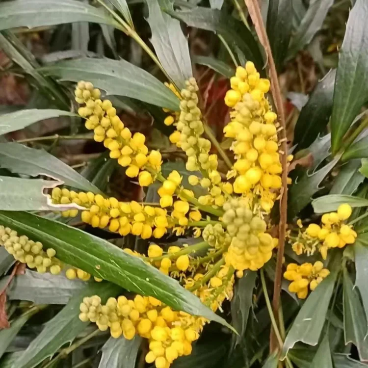 柳叶十大功劳喜水喜阴要潮湿好养蕊帽忍冬盆景