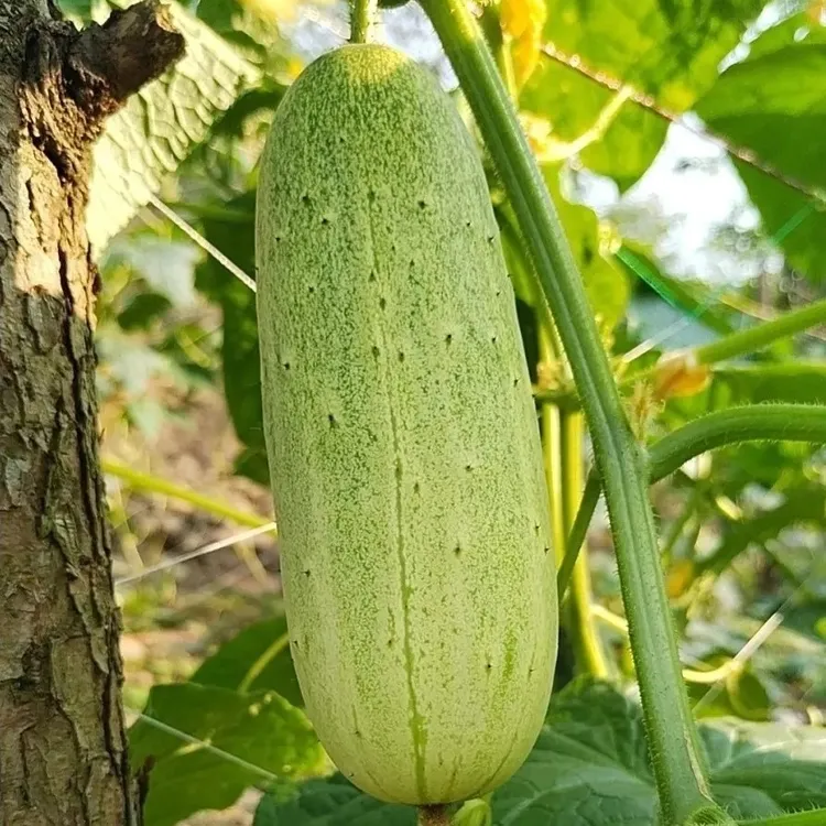 云南老品种高山土黄瓜新鲜采摘可生吃味道似小时候