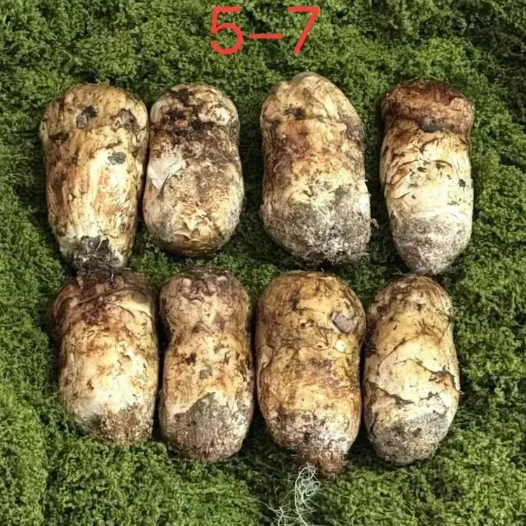 云南香格里拉新鲜松茸包邮