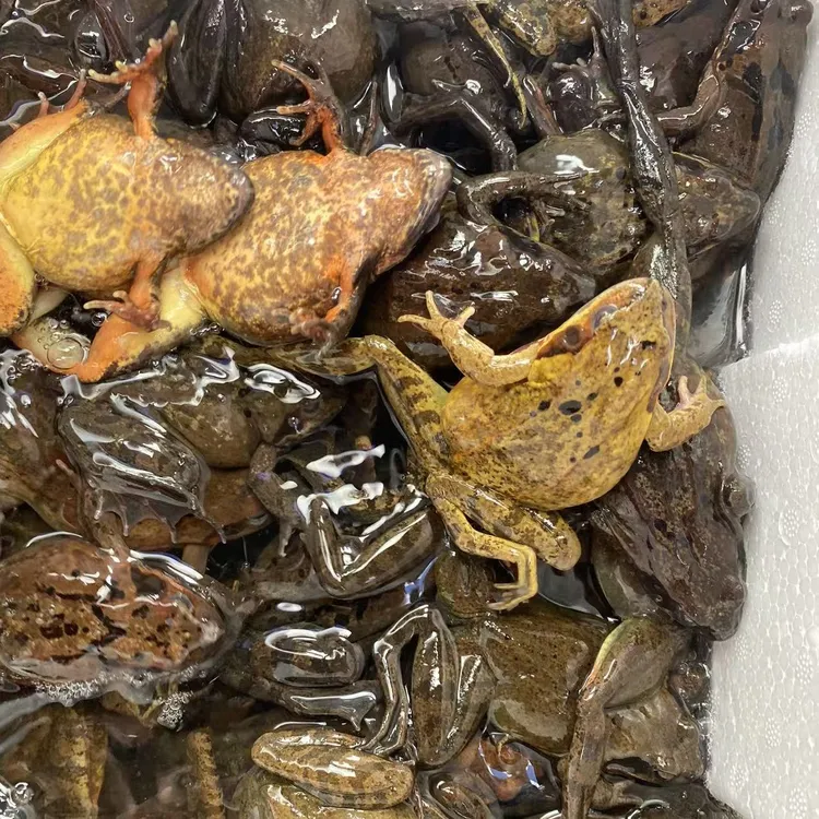 东北林蛙 活蛤蟆 满籽满油多种规格 送大酱保鲜不保活 顺丰包邮