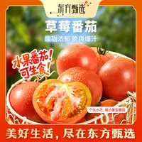 东方甄选自营草莓番茄酸甜铁皮西红柿新鲜应季蔬菜水果坏果包赔