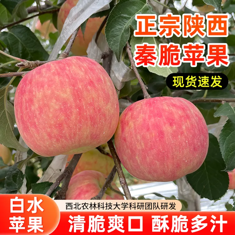 陕西秦脆苹果甜中带点微酸非富士非瑞雪苹果无添加不打蜡自家果园