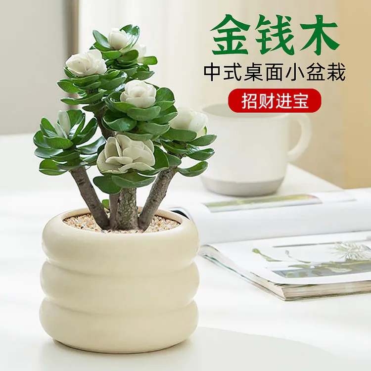 招财金钱木老桩发财树金钱树盆栽办公室内桌面绿植花卉四季好养活