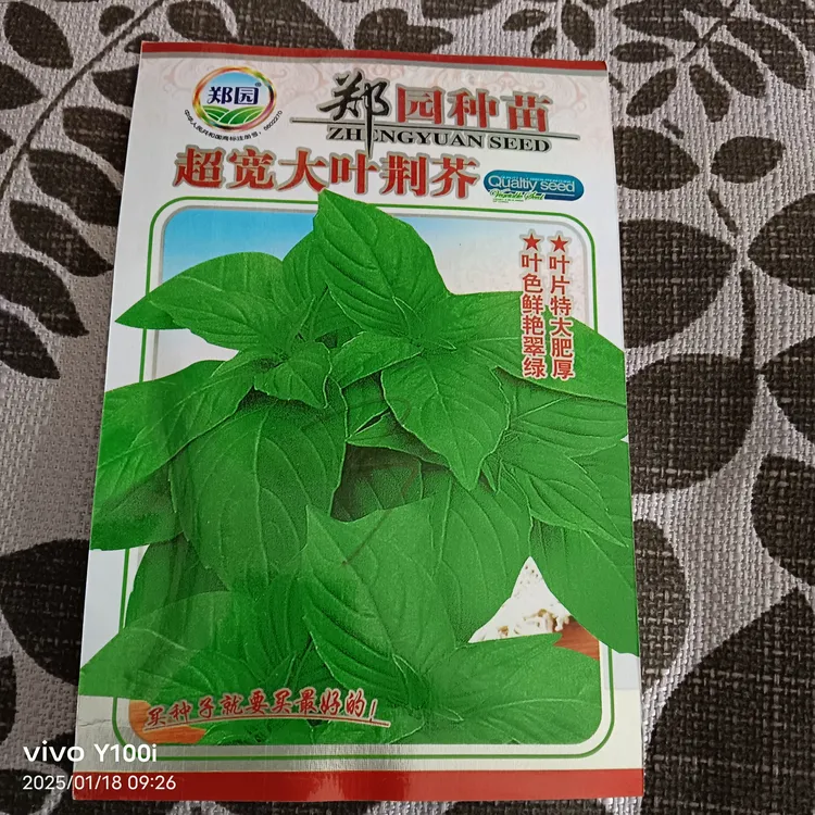 荆芥种子大叶荆芥种四季播菜种子