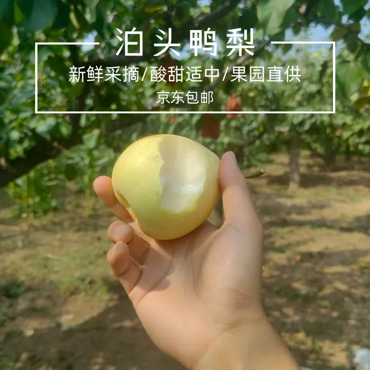 【保真！】泊头鸭梨皮薄肉嫩酸甜可口核小多汁