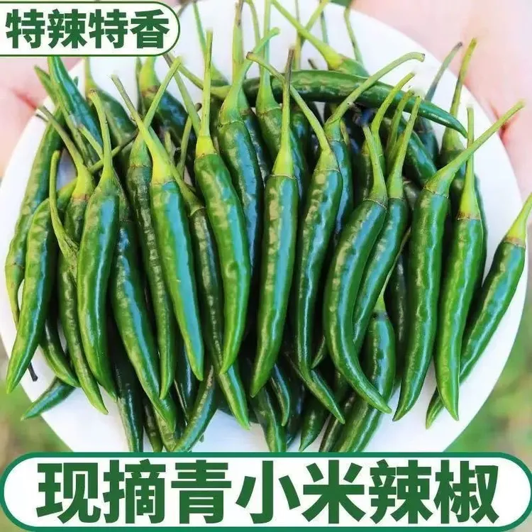 【新鲜青小米椒】农家自种青小米辣椒新鲜现摘特辣青辣椒泡椒