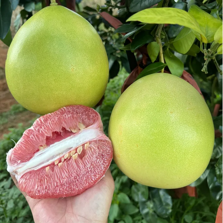 包邮红肉柚子果肉饱满多汁中秋节水果红心柚子沙田柚红心梅州柚子