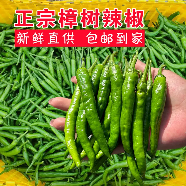 正宗湖南樟树小青椒原基地露天种植辣椒薄皮肉嫩清脆爽口顺丰包邮