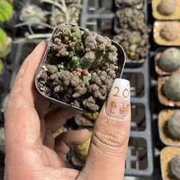 不好养绿如意单头发货