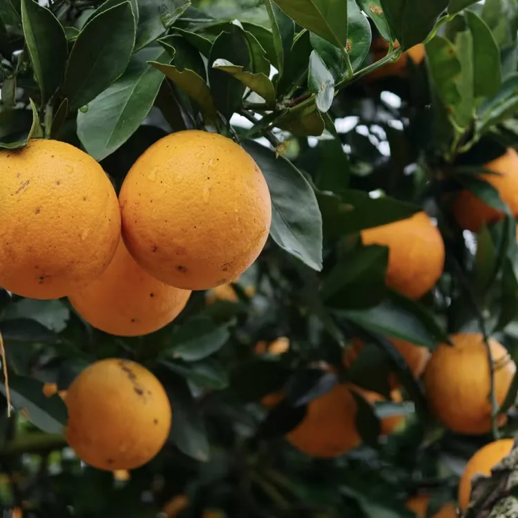 永兴冰糖橙自家果园纯甜无酸皮薄肉多顺丰发货送开果器