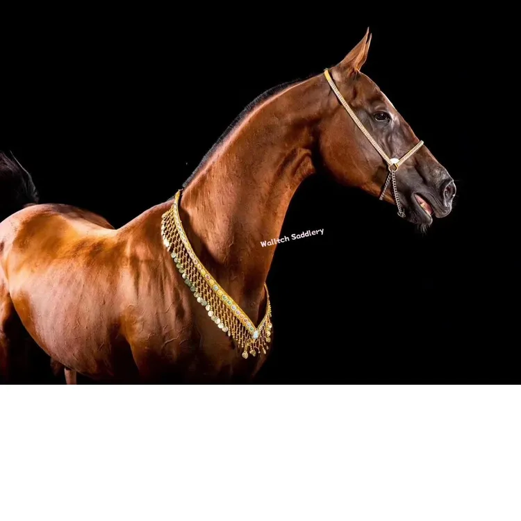 阿拉伯汗血宝马血马展示笼头胸带牵马绳马笼头马匹展示马术马具