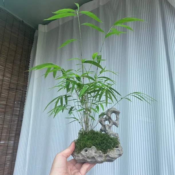 台湾内门竹桌摆仿太湖石造型盆景雅致独特飘逸正宗内门竹茶桌盆栽