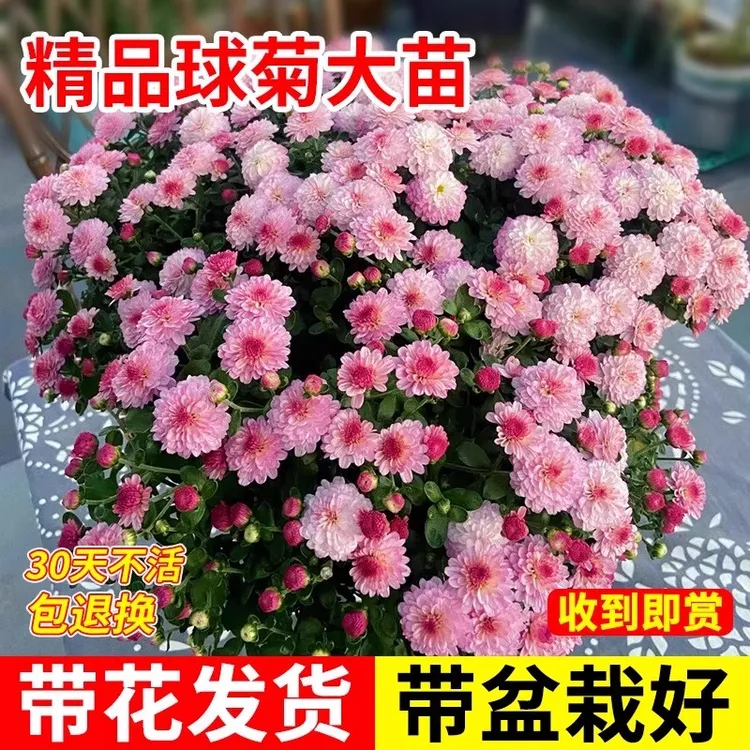菊花盆栽带花苞花苗荷兰菊千头菊四季好养球菊室内外好养花卉植物