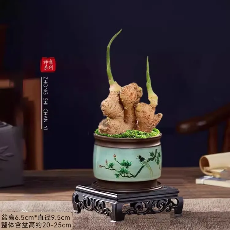 带芽禄根不当生姜苗种植物盆栽室内办公室桌面好养福禄绿植小盆景