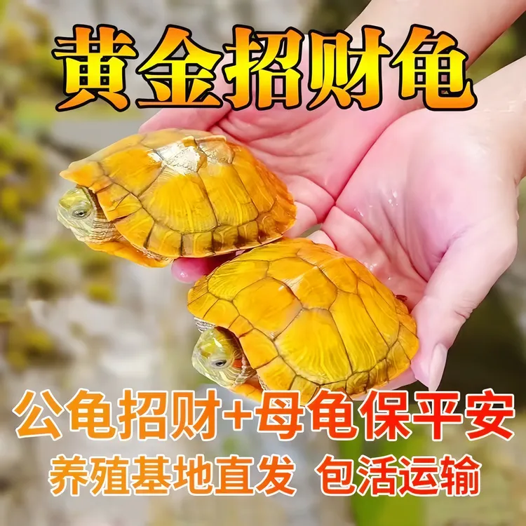 【黄金招财龟】小活物巴西黄金龟宠物观赏龟情侣龟金钱龟