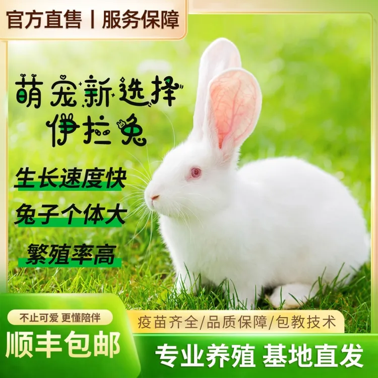 兔子伊拉肉兔垂耳公羊兔宠物兔可家养可繁殖