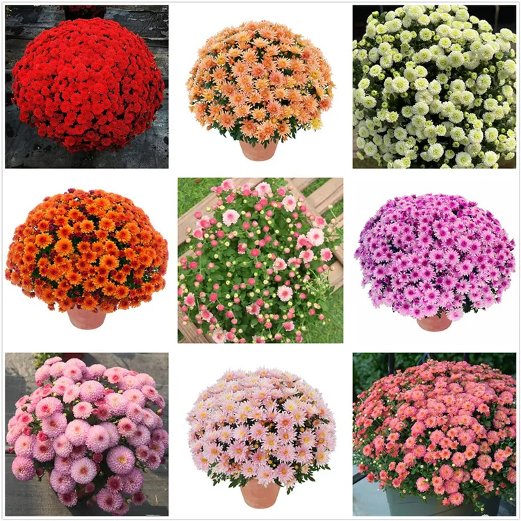 四季花园球菊苗 新品猫眼球菊糖果甜心 千头菊花苗四季开花植物