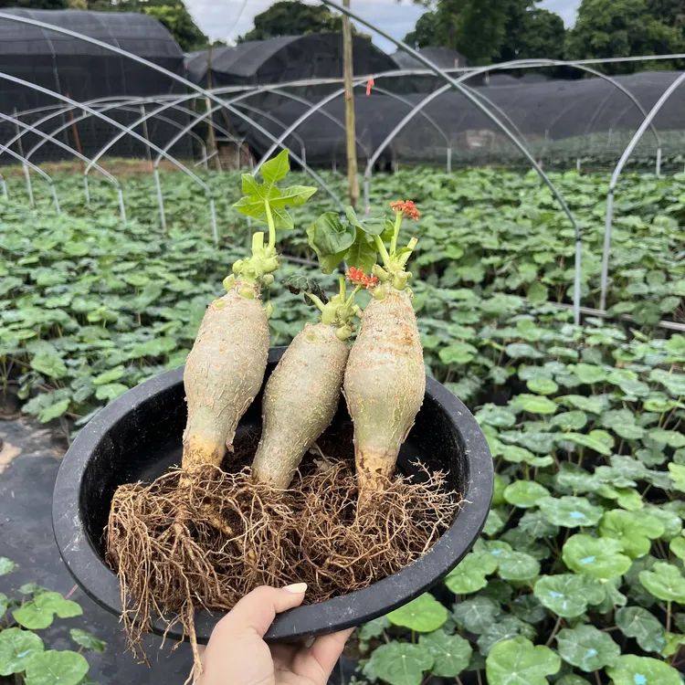 佛肚海棠盆栽大肚红花块根植物四季开花阳台庭院净化空气绿植花卉