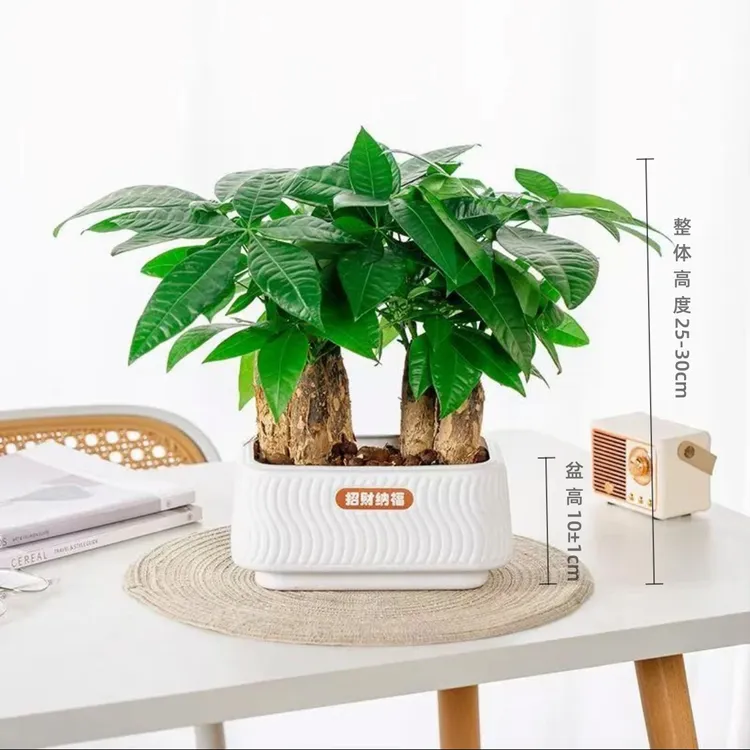 【六杆发财树】室内桌面绿植（25~30CM）花卉鲜好养易活观叶新手植物