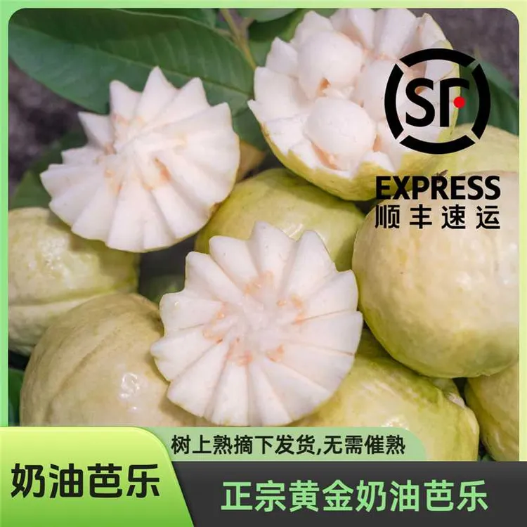 【树上熟发货】奶油芭乐 白心软芭乐番石榴口感软香甜 收到就是软的商品图