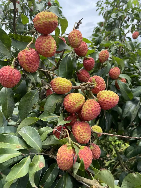 广西灵山荔枝（仙进奉）