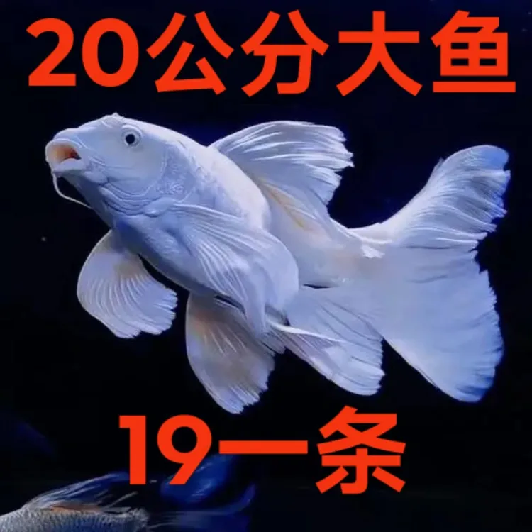 精品蝴蝶鲤普身短身纯种贵妃赛级大鳍大尾活体锦鲤观赏鱼包活冷水