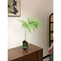 红菱蕨室内好养活的蕨类植物盆栽红鳞蕨水培老桩茶桌办公室盆景