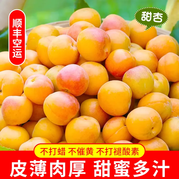 正宗新疆阿克苏红杏软糯产地现摘直发阿克苏小红杏新疆吊干杏顺丰
