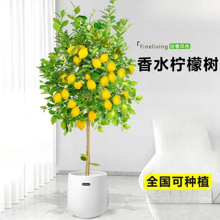 香水柠檬树盆栽广东四季带果大老桩客厅绿植正宗可食用庭院室内外