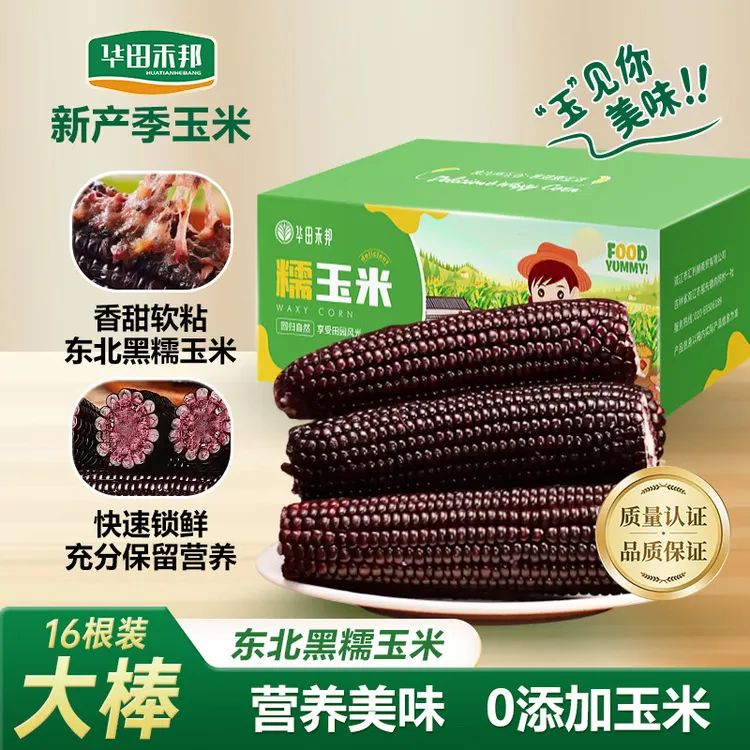 华田禾邦东北黑糯甜玉米玉米新鲜拉丝黄糯甜玉米玉米水果玉米苞米