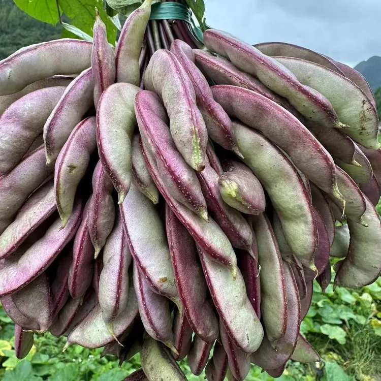 贵州农家新鲜现摘扁豆刀豆老品种紫边红眉豆角