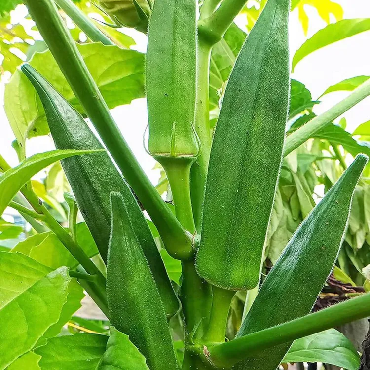 水果秋葵种籽蔬莱种子四季南方夏季阳台盆栽种植蔬菜籽菜蔬菜种子