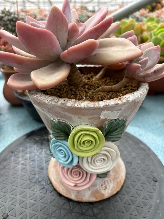 粉兔3头孤品一物一拍