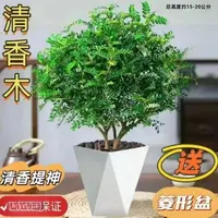 驱蚊草胡椒木清香木室内绿植新宠夏日优之良品空气蚊帐