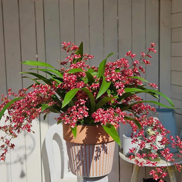 红色巧克力梦香兰兰室内盆栽花期长花香浓郁好养易活