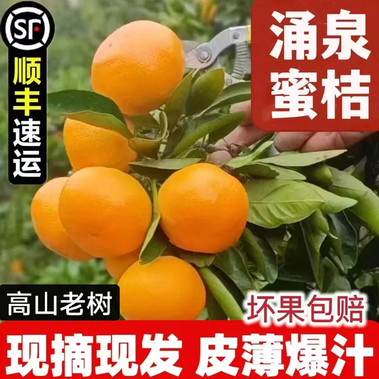 涌泉蜜桔正宗浙江临海高山当季新鲜水果宫川无核薄皮橘子桔子