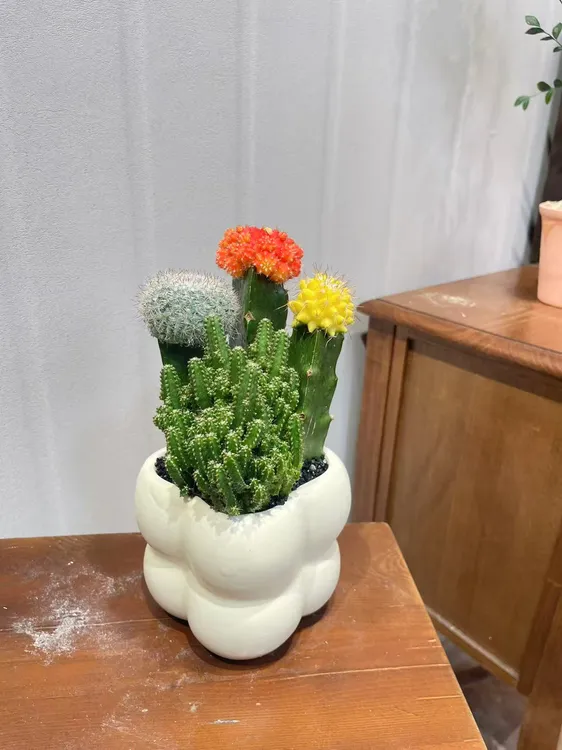 ins风彩色仙人球三色球组合开花盆栽室内防辐射耐热耐旱植物