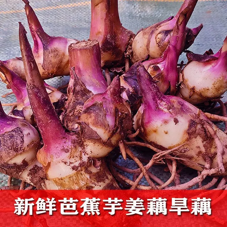 新鲜现挖旱藕脆甜