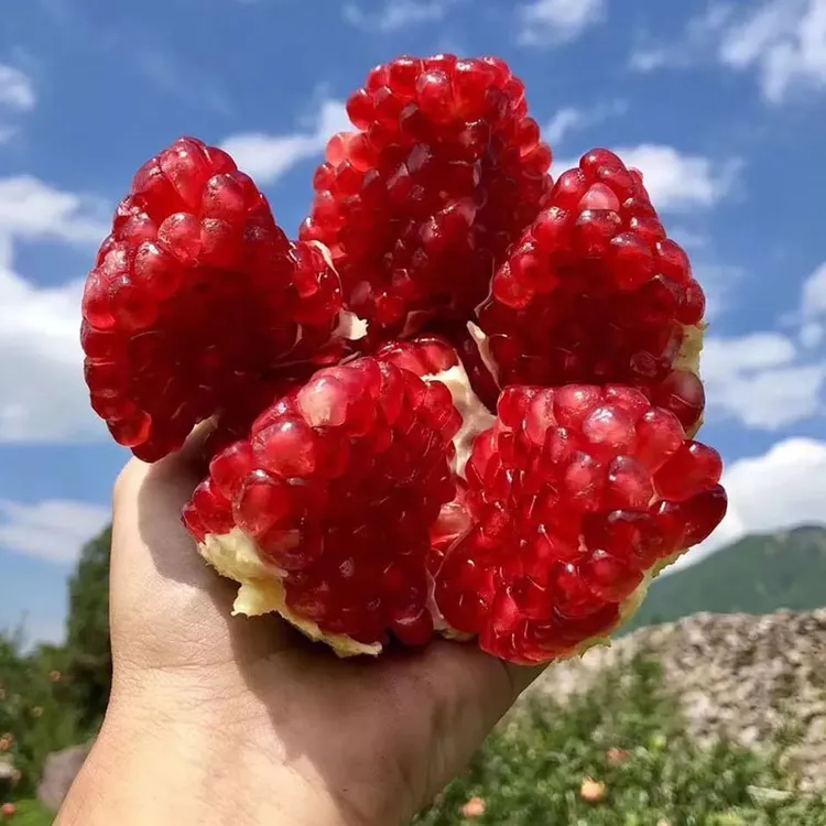 树上熟-颖-突尼斯软籽石榴新鲜爆汁当季水果现摘自然成熟甄选