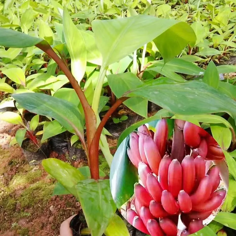 广西美人蕉红香蕉带土带叶杯苗